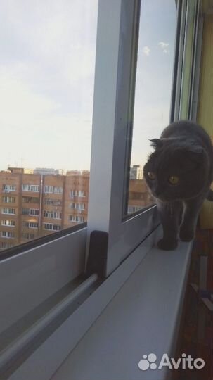 Отдам даром кошку