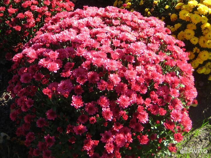 Хризантема мультифлора и корейская