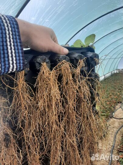 Клубника, кассетная рассада на июль