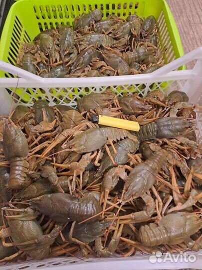 Живые, Вареные раки и Морепродукты