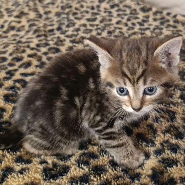 Сибирский котёнок