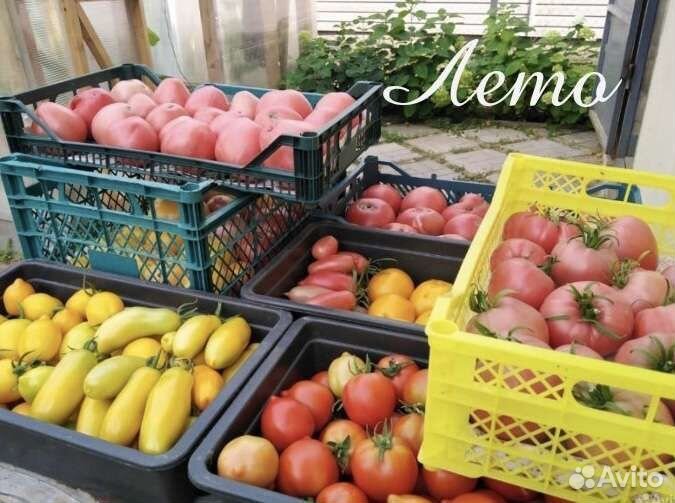 Рассада кабачков, тыквы, томатов