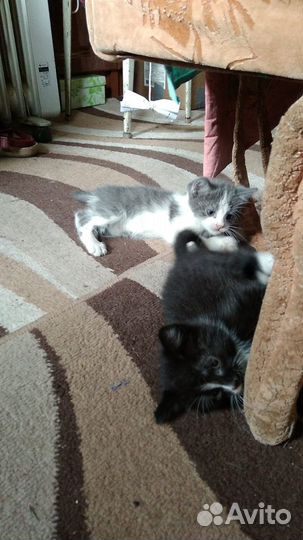 Чудесные котята в добрые руки:)