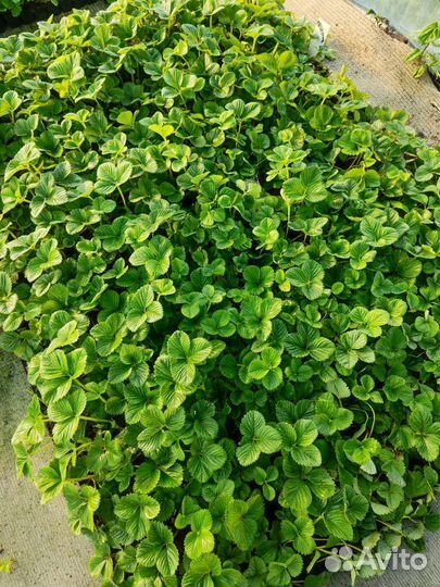 Рассада клубники