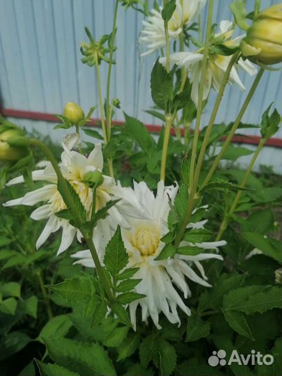 Георгины клубни