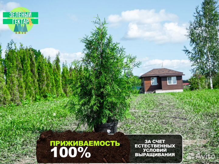 Туи брабант 140 см свежая копка 2023