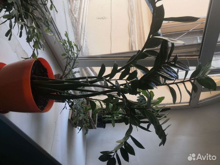 Замиокулькас Гибискус