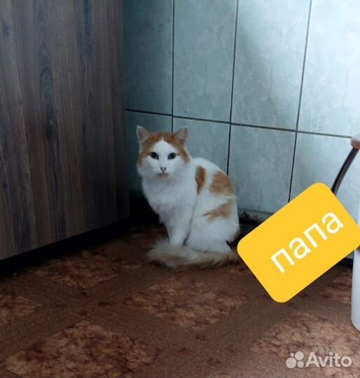 Кошка