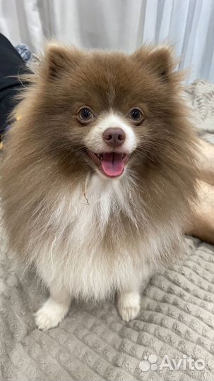 Шпиц на вязку