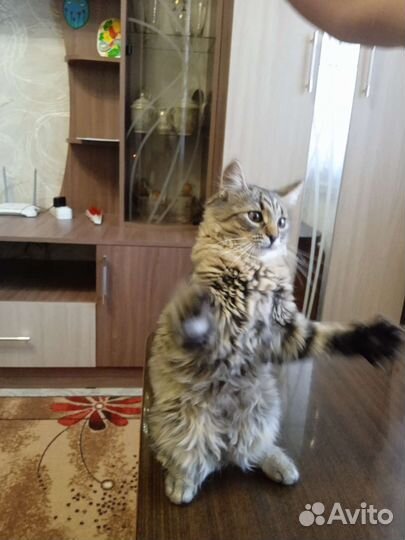 Кот мальчик