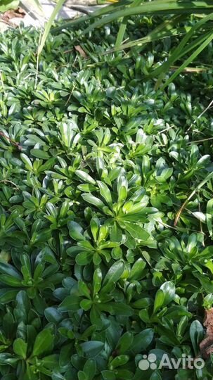 Камнеломка теневая Почвопокровная