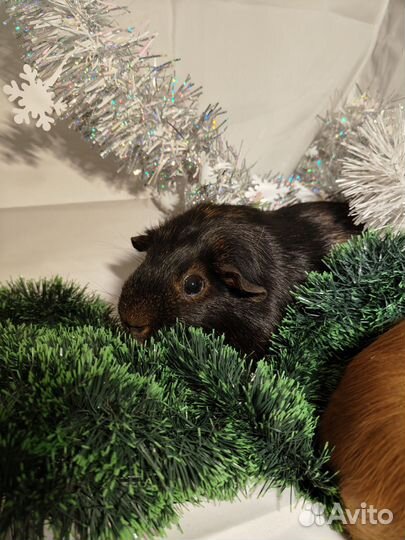 Морская свинка