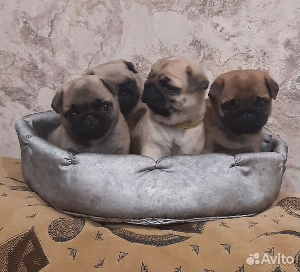 Щенки мопса