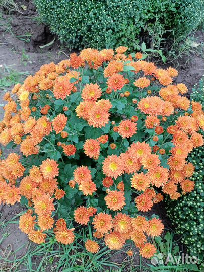 Мультифлора