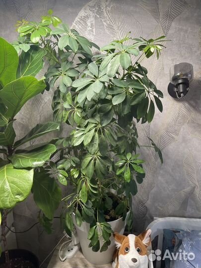 Комнатные цветы шефлера