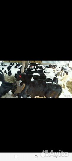 Быки и телочки