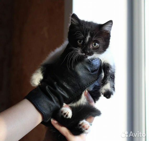 Котёнок чёрный с белым 1 месяц чёрно-белый