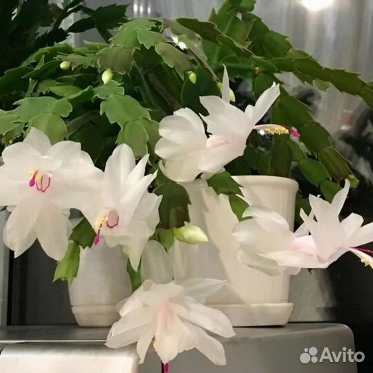 Декабрист шлюмбергера белый