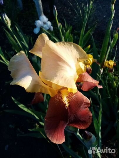 Ирис сортовой