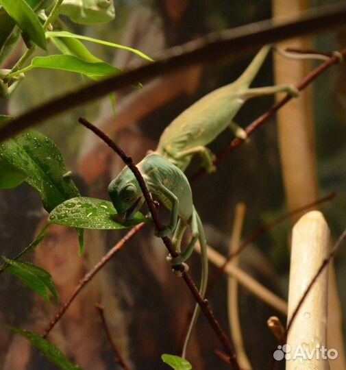 Малыши хамелеоны