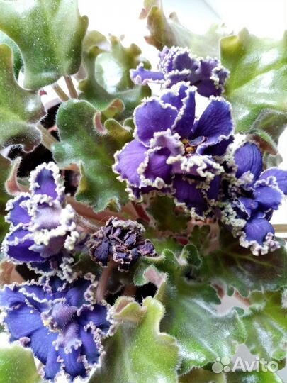 Сортовые фиалки