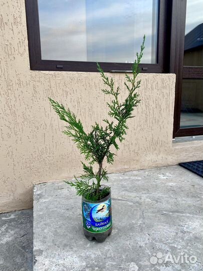 Можжевельник Grey Owl