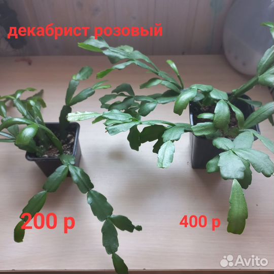 Комнатные цветы