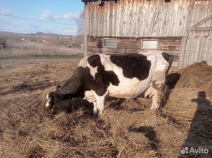 Корова дойная