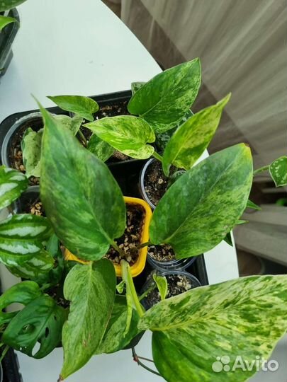 Ампельные растения,цветы для фитостен, Лианы