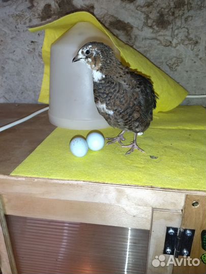 Перепел Селадон