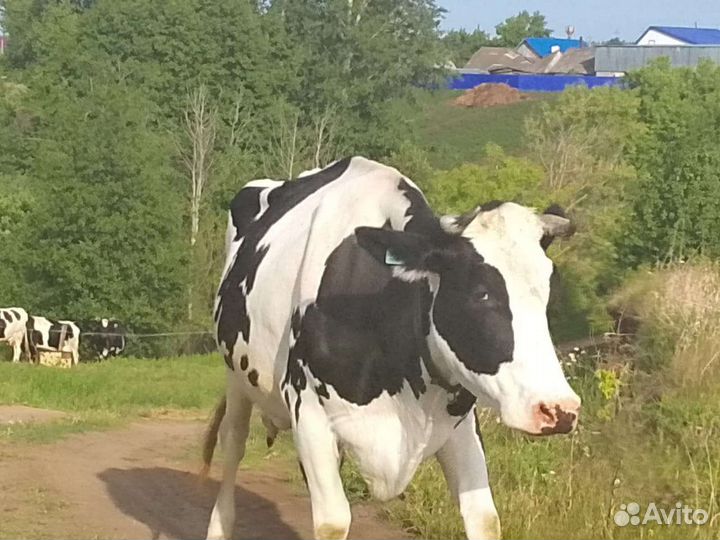 Корова стельная дойная