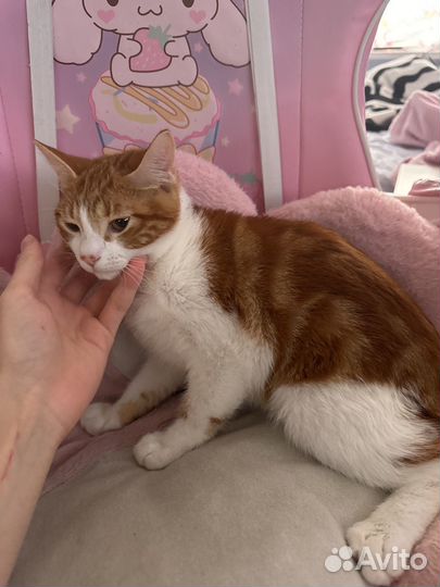 Рыжий котенок