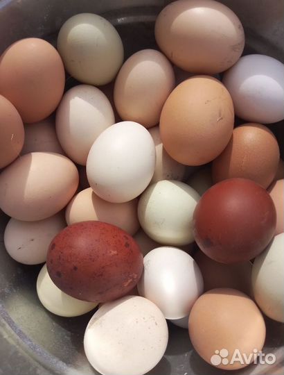 Домашние куриные/утиные яйца