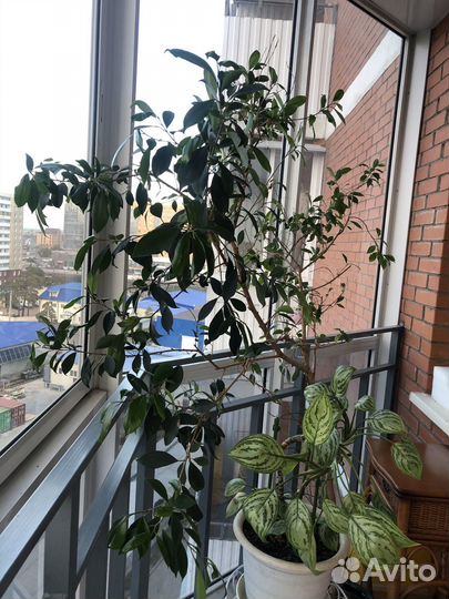 Фикус бенджамина