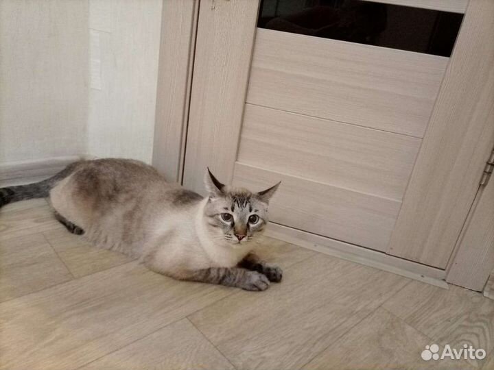 Невский маскарадный кот