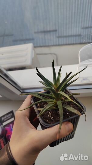 Комнатные цветы