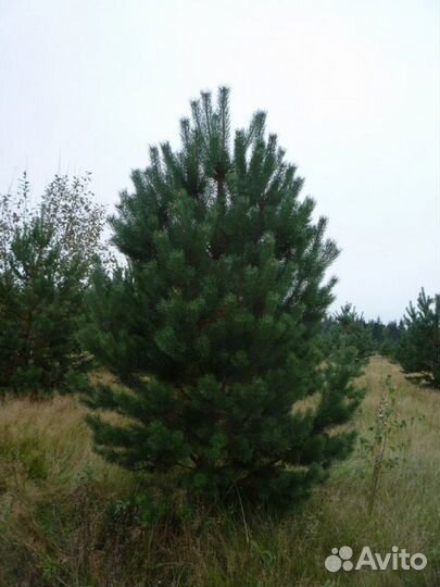 Саженцы крупномеры сосна,ель, хвойных деревьев