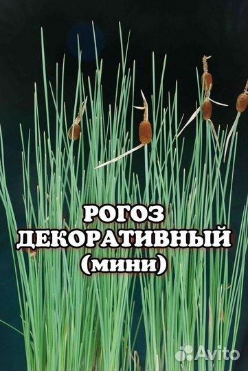 Декоративный мини