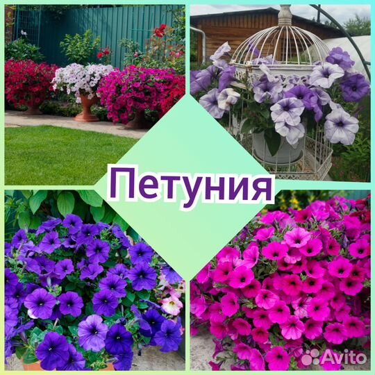 Петуния, максимально красивые сорта