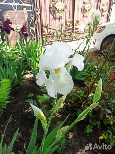 Ирисы бородатые