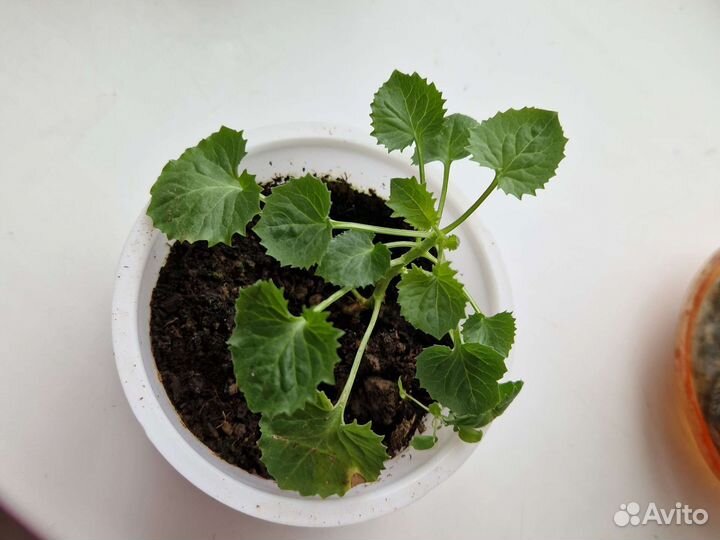 Цветы жених и невеста