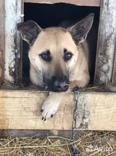 Собаки бесплатно