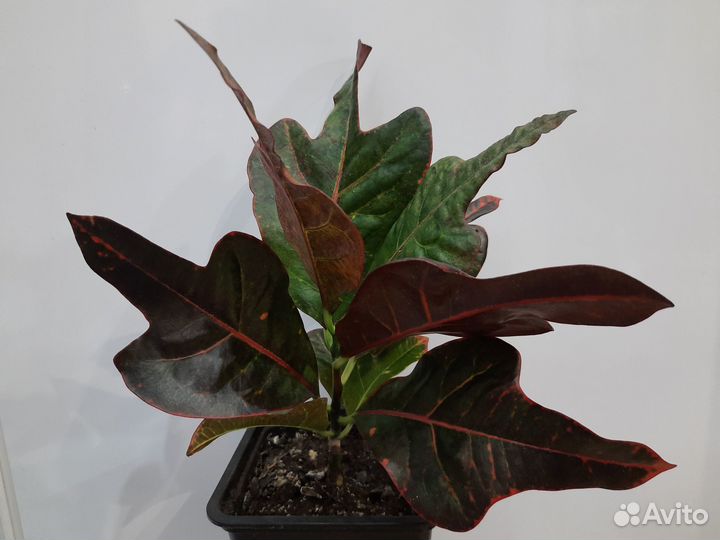 Кротон Экселлент