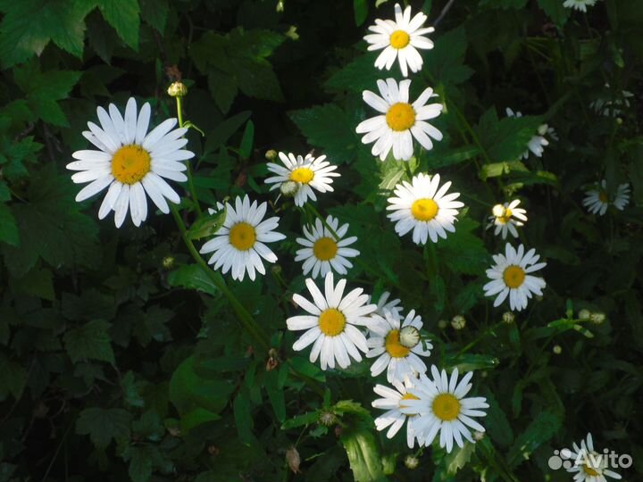 Садовые цветы и растения