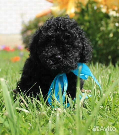 Той -пудель уголек