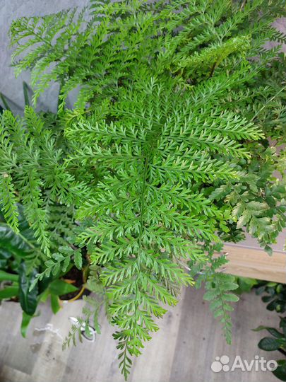 Папоротник асплениум Parvati