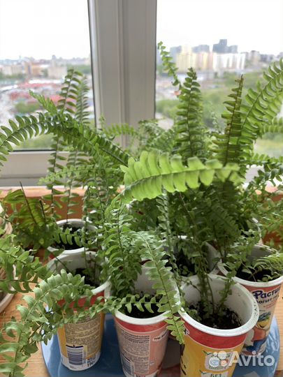 Папоротник нефролепис