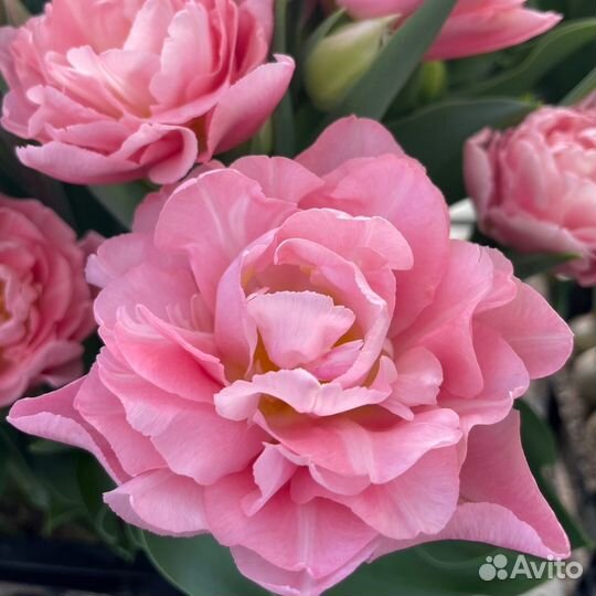 Луковицы Тюльпанов пионовидные, бахромчатые