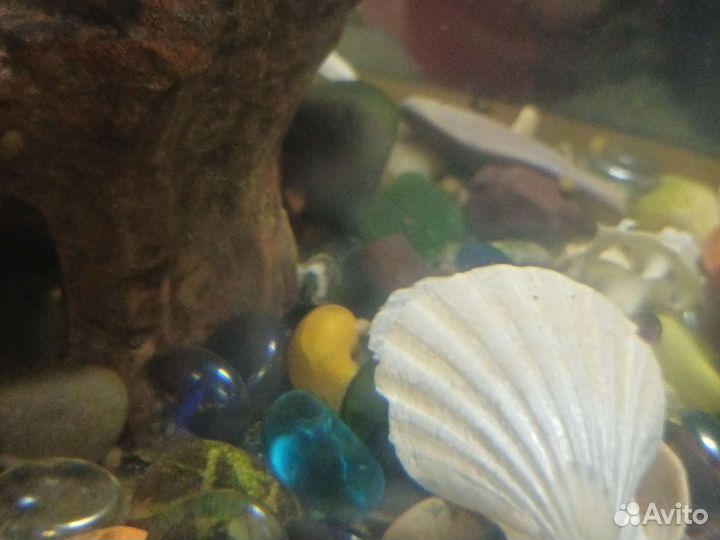 Улитки аквариумные ампулярии
