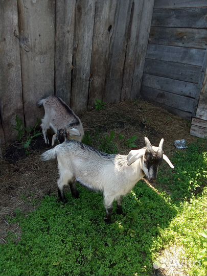 Коза и козлик